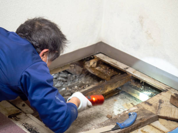 Best Certified Mold Removal  in Waynesboro, MS
