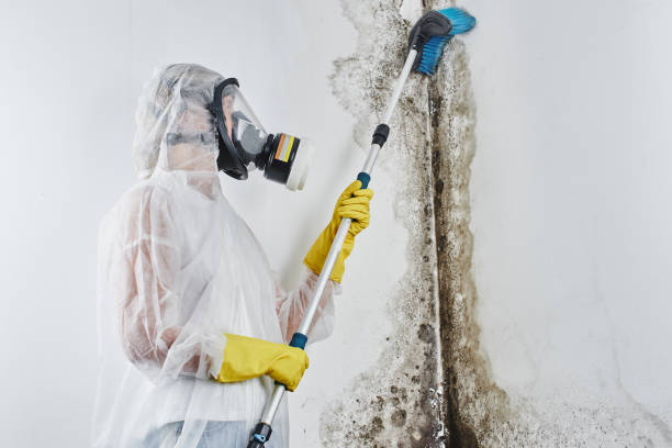 Best Black Mold Removal  in Waynesboro, MS