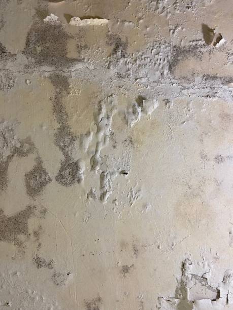 Best Crawl Space Mold Removal  in Waynesboro, MS